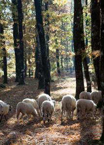 κοπάδι στο Δρυοδάσος της Φολόης