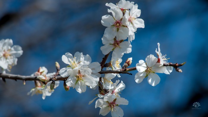 Almond tree branch in a shape of Christian Cross